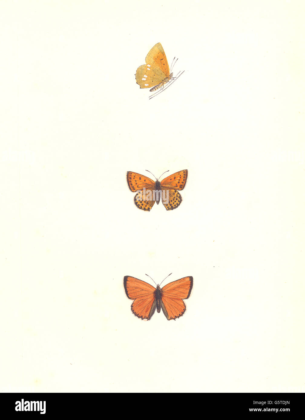 Farfalle: scarsità di rame (Morris), antica stampa 1895 Foto Stock