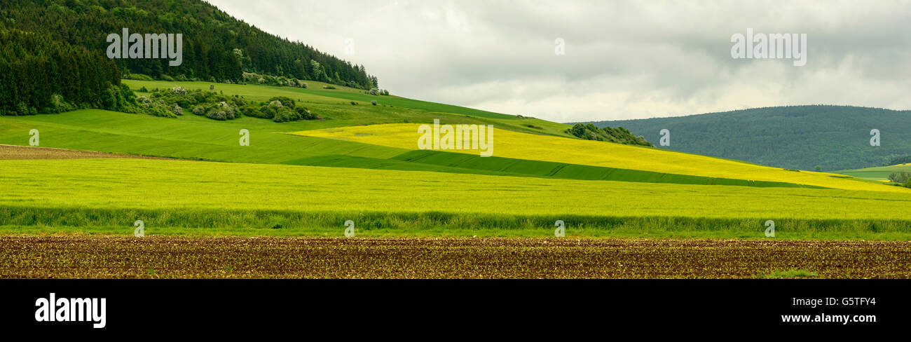 Sfumature di verde e boschi di abeti nella campagna collinosa, Baden Wuttenberg, Germania Foto Stock