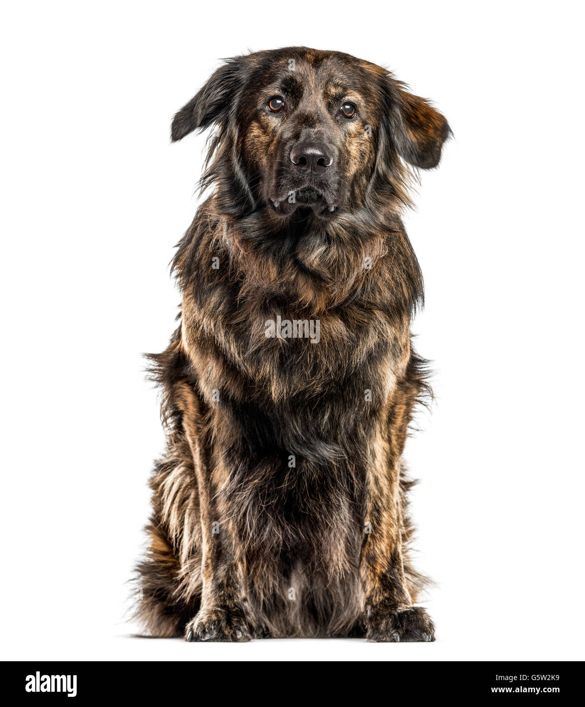 Borsa Pranzo Termica Per Bambini Con Stampa Golden Retriever - Isotermica, Grande Capacità, Leggera Con Tracolla