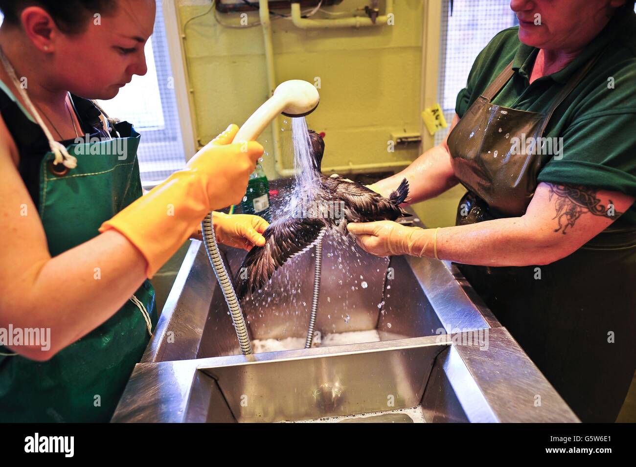 Emily Wilkinson (a sinistra) e il suo collega Carol Noble risciacquano a fondo un guillemot dopo essere stati lavati in detergente liquido Fairy e dopo l'applicazione di margarina Stork, respirando la sostanza appiccicosa trovata sugli uccelli, Presso il Centro Animali e Faunistica di West Hatch RSPCA nel villaggio Somerset di West Hatch, vicino a Taunton. Foto Stock