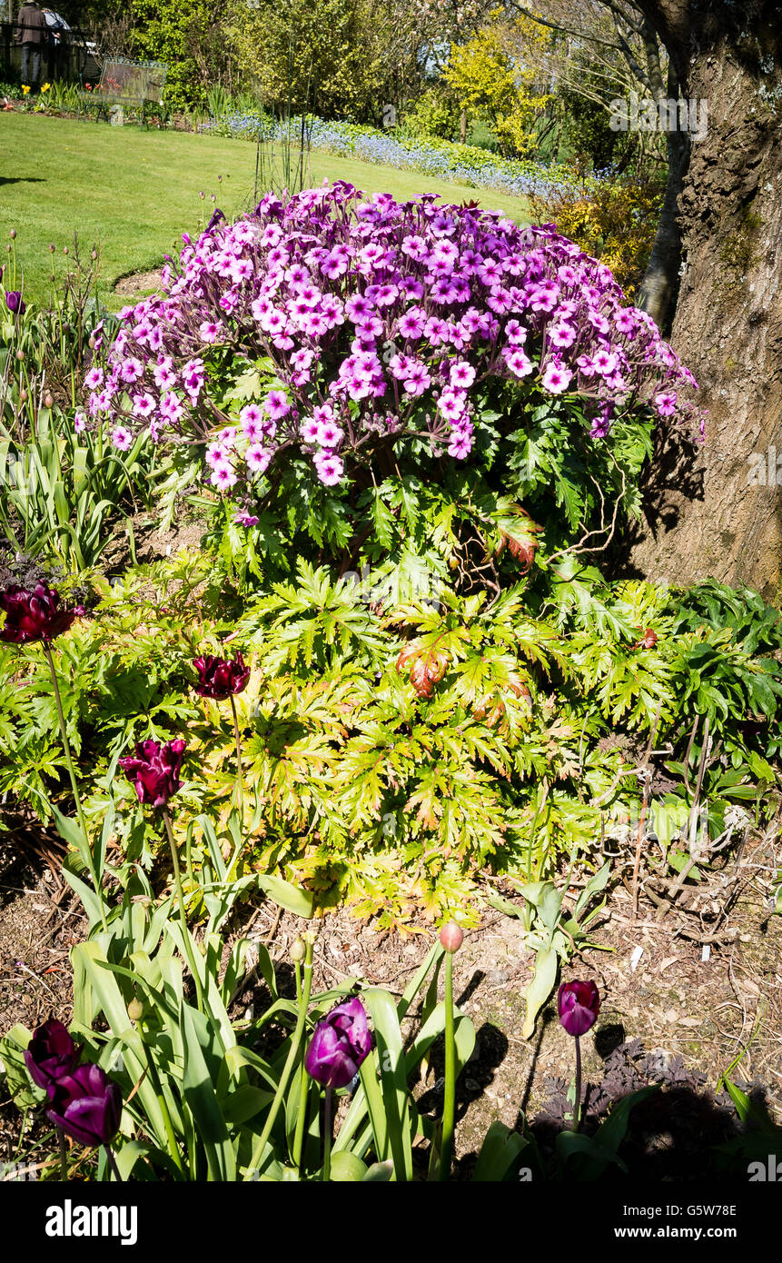 Geranium maderense nel pieno fiore in Cornovaglia Foto Stock