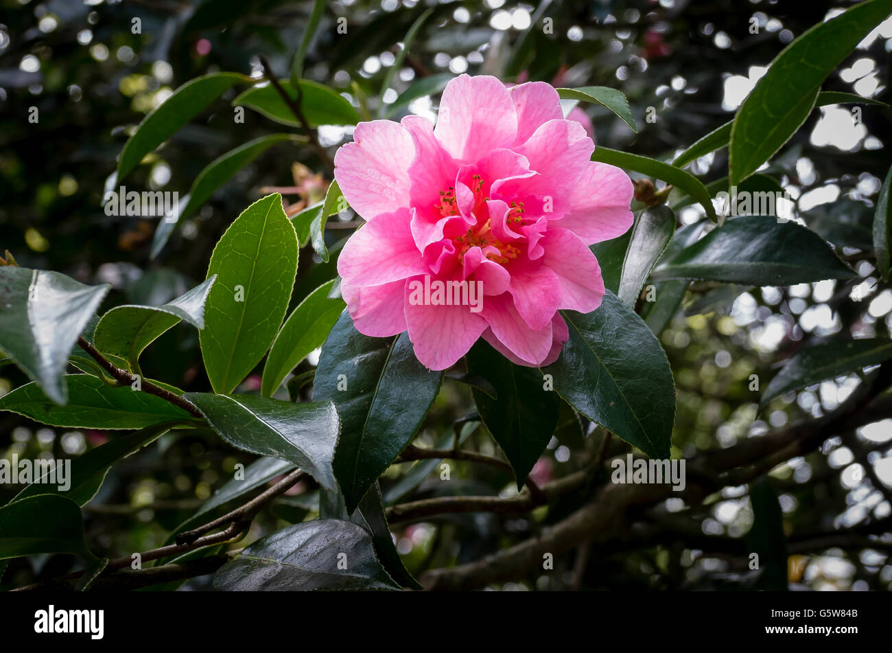 Camellia 'Brigadoon' in fiore in primavera in Cornwall Regno Unito Foto Stock