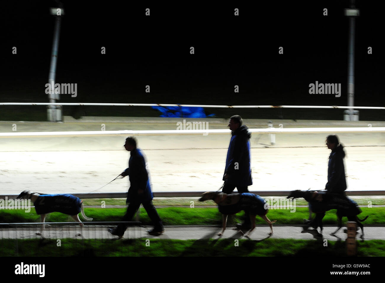 Greyhounds - Brighton & Hove Greyhound Stadium. I cani sono condotti fuori sul corso prima di una corsa Foto Stock