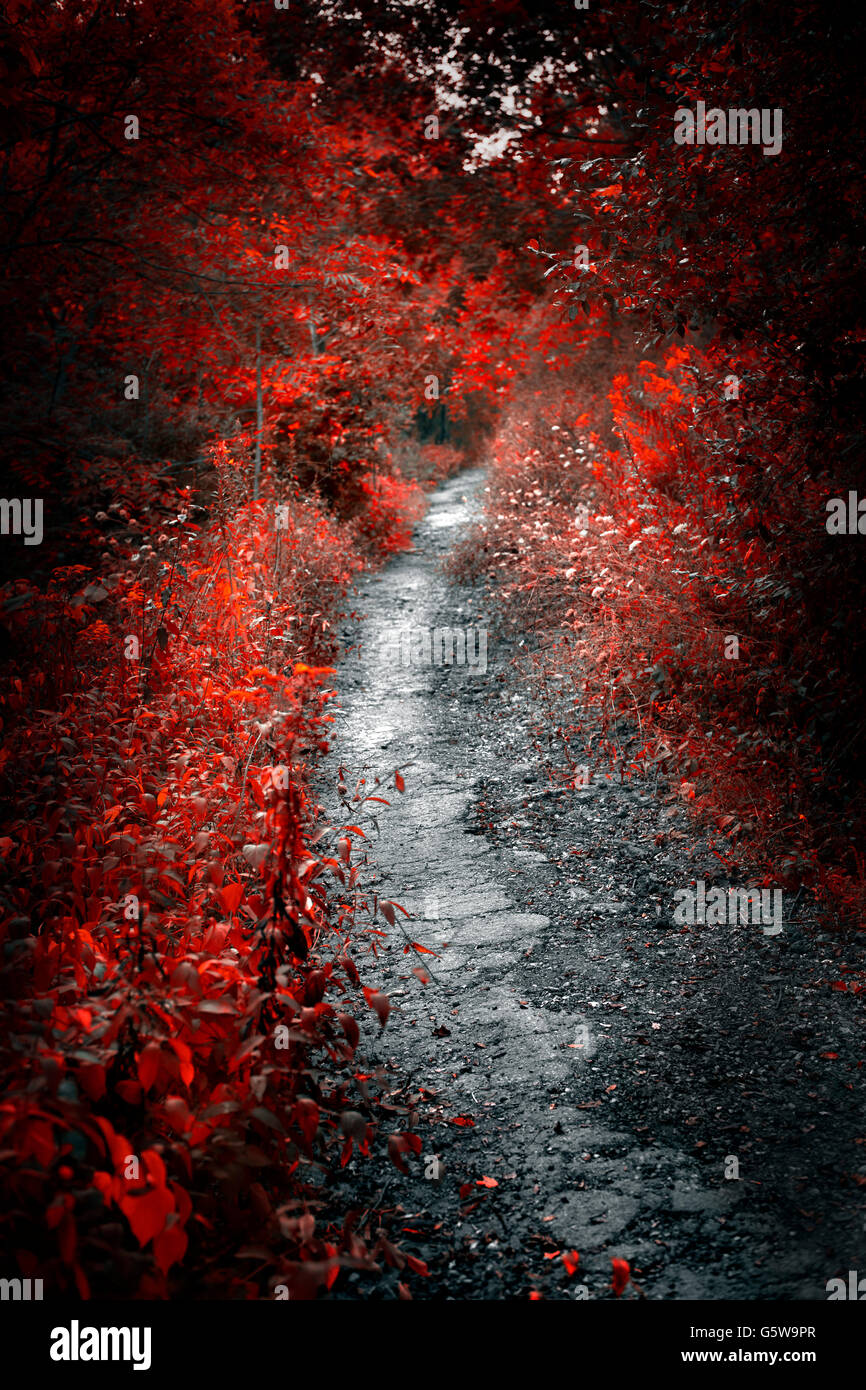 Il vecchio percorso trascurato nella misteriosa foresta rossa Foto Stock