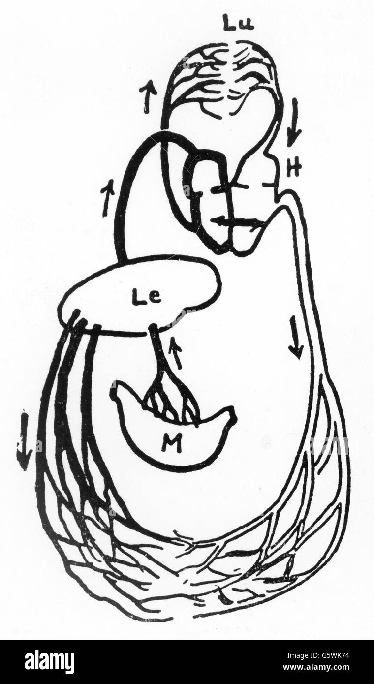 Galen di Pergamon, circa 129 - circa 216, medico greco, circolazione sanguigna, diagramma schematico, disegno, 20th secolo, Foto Stock