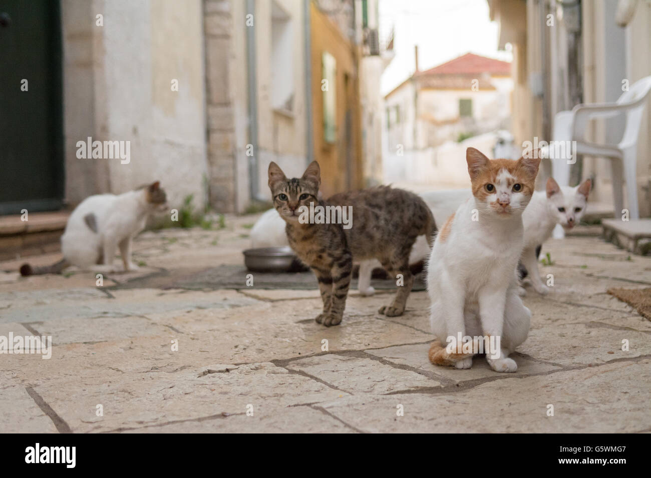 Gatti selvatici in un vicolo di modo sulla piccola isola greca di Paxos. Un team di volontari di Paxos supportano una organizzazione caritativa c Foto Stock