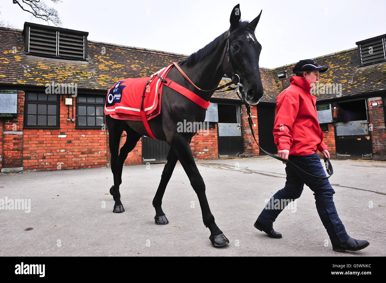 Horse Racing - Paul Nicholls Stable Visit - Manor Farm Stables. Saphir du Rheu durante la visita a Paul Nicholls Manor Farm Stables, Ditcheat. Foto Stock