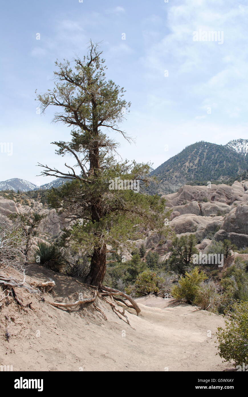 Albero lungo il percorso del deserto di Joshua Tree National Park Foto Stock