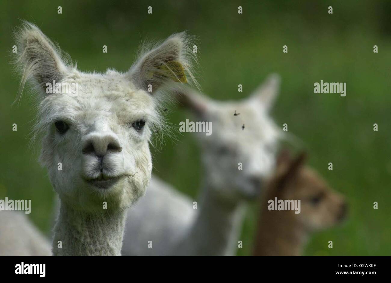 Un Alpaca di proprietà di ben Harford che vive vicino a Wotton-under-Edge, Gloucestershire. Quando Harford, banchiere di investimento, ha deciso di lasciare il suo lavoro e tornare alla vita agricola che aveva conosciuto come un ragazzo, * ...sapeva che avrebbe dovuto fare qualcosa di diverso per avere successo come l'industria sembrava in crisi. Ma è solo quando ha iniziato a leggere un articolo in una rivista di campagna che ha colpito l'idea di unire il crescente numero di agricoltori che hanno rinunciato alle tradizionali mandrie di ovini e latticini, a favore degli alpaca. Quattro anni dopo, e Harford, che ora è 60, ha circa 50 sudamericani Foto Stock