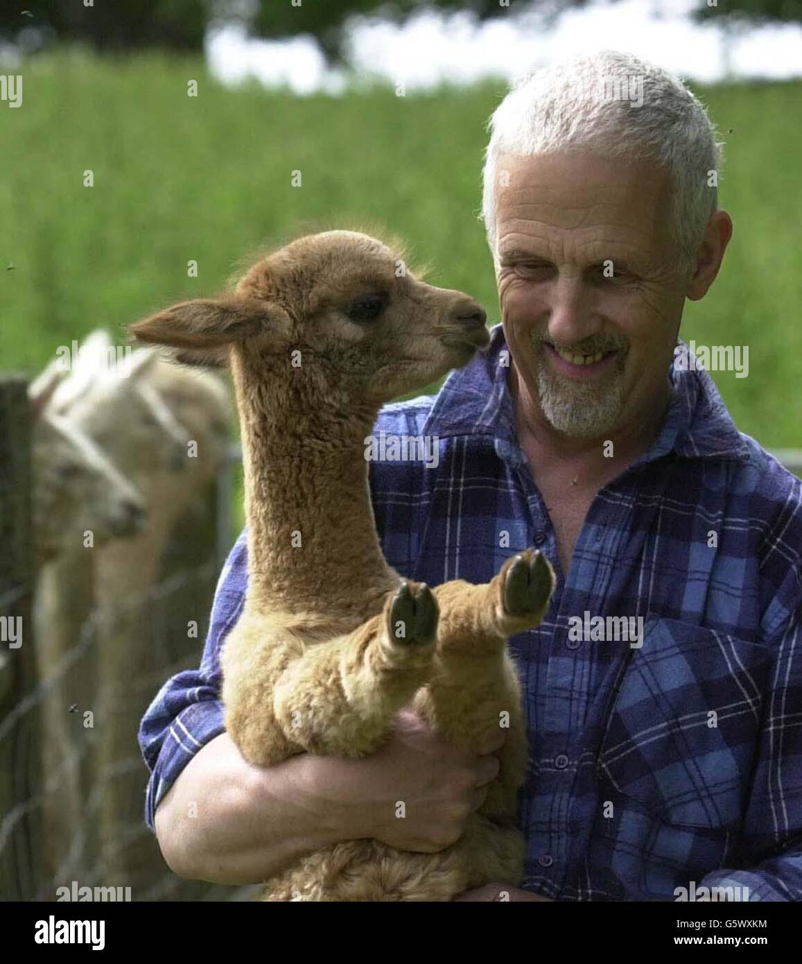 Un Alpaca con il proprietario ben Harford, che vive vicino a Wotton-under-Edge, Gloucestershire. Quando il banchiere di investimento Harford, ha deciso di lasciare il suo lavoro e tornare alla vita agricola che aveva conosciuto come un ragazzo, * ... sapeva che avrebbe dovuto fare qualcosa di diverso per avere successo, come l'industria sembrava essere in crisi. Ma è stato solo quando ha iniziato a leggere un articolo in una rivista di campagna che ha colpito l'idea di unire il numero crescente di agricoltori che abbandonano le tradizionali pecore e mandrie da latte, a favore degli alpaca. Quattro anni dopo, e Harford, che ora ha 60 anni, ha circa 50 del Sud America Foto Stock