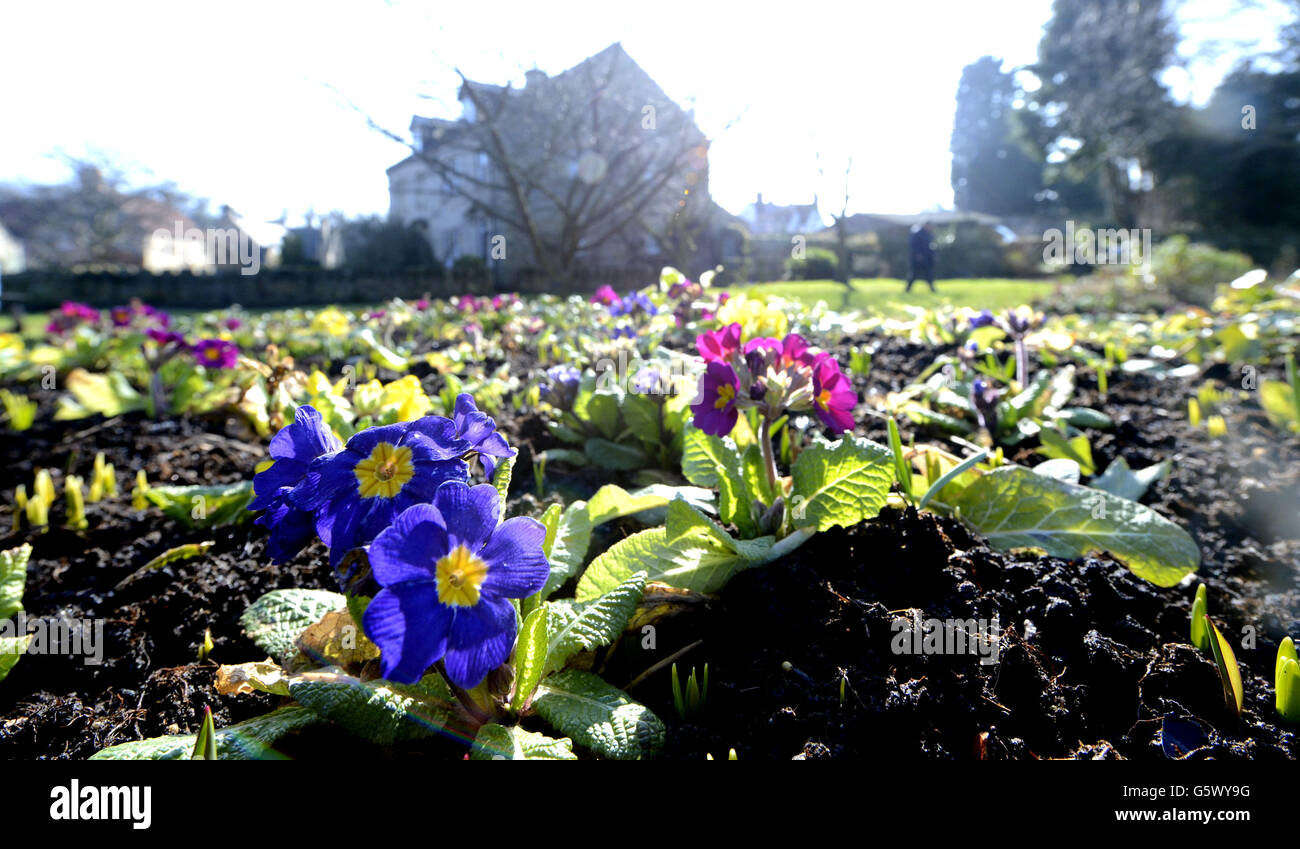 I primi segni della primavera possono finalmente essere sulla strada come alcuni fiori varcano attraverso a Warkworth, Northumberland. Foto Stock