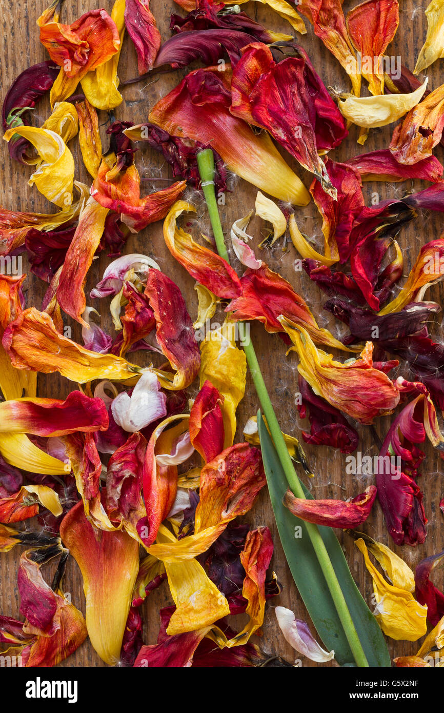 Fresca e secca tulip petali di fiori rossi e gialli con peduncolo verde e foglia sul legno come una vista superiore dell'immagine di sfondo Foto Stock