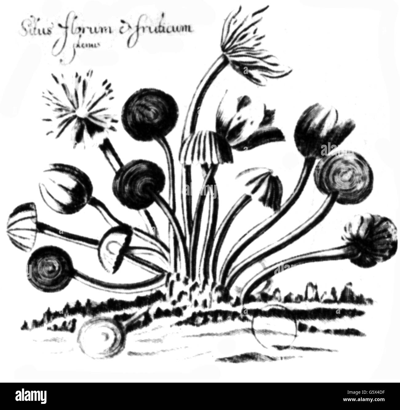 Botanica, muffa, disegno di Franz Grindel von Ach (circa 1631 - 1687), su: 'Micrographia nova', stampa: Johann Ziegler, Norimberga, 1687, diritti-aggiuntivi-clearences-not available Foto Stock