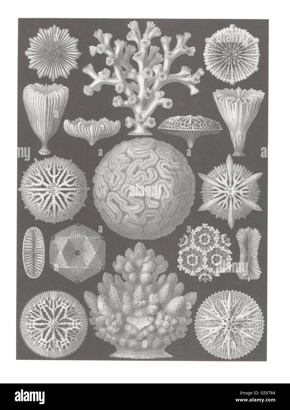 zoologia / Animali, antozoi, esacoralliani (Esacorallia), litografia a colori, su: Ernst Haeckel, Kunstformen der Natur, Leipzig - Vienna, 1899 - 1904, diritti-aggiuntivi-clearences-non disponibili Foto Stock