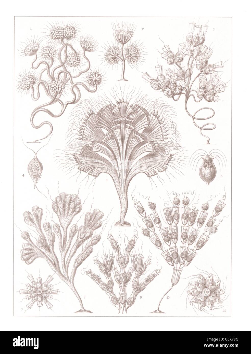 zoologia / animali, flagellati (Flagellata), litografia a colori, su: Ernst Haeckel, Kunstformen der Natur, Leipzig - Vienna, 1899 - 1904, diritti-aggiuntivi-clearences-non disponibili Foto Stock