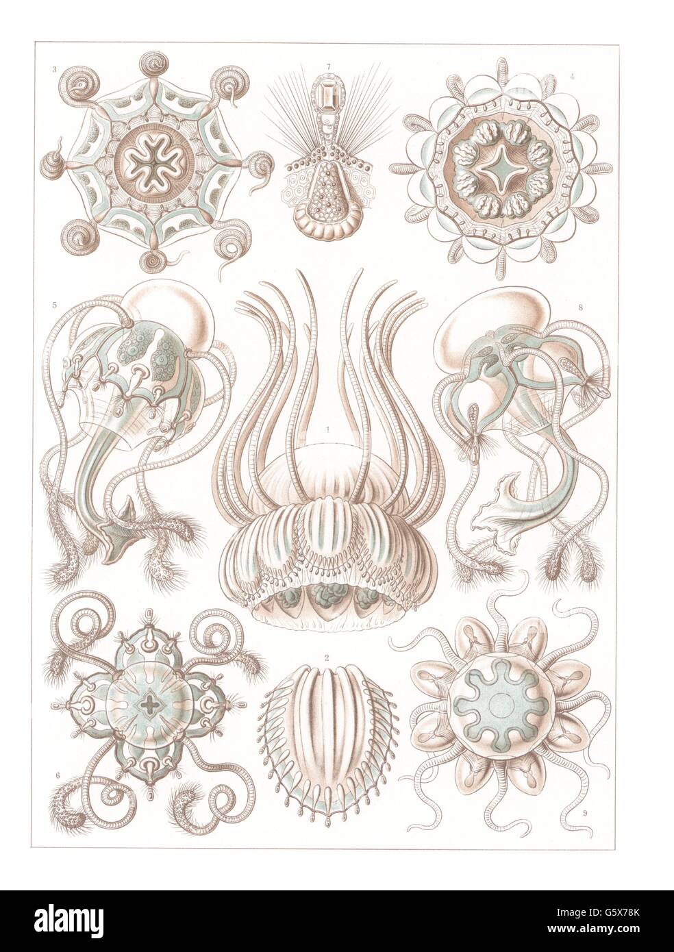 zoologia / Animali, cnidaria, narcomedusae, litografia a colori, su: Ernst Haeckel, Kunstformen der Natur, Leipzig - Vienna, 1899 - 1904, diritti-aggiuntivi-non disponibili Foto Stock