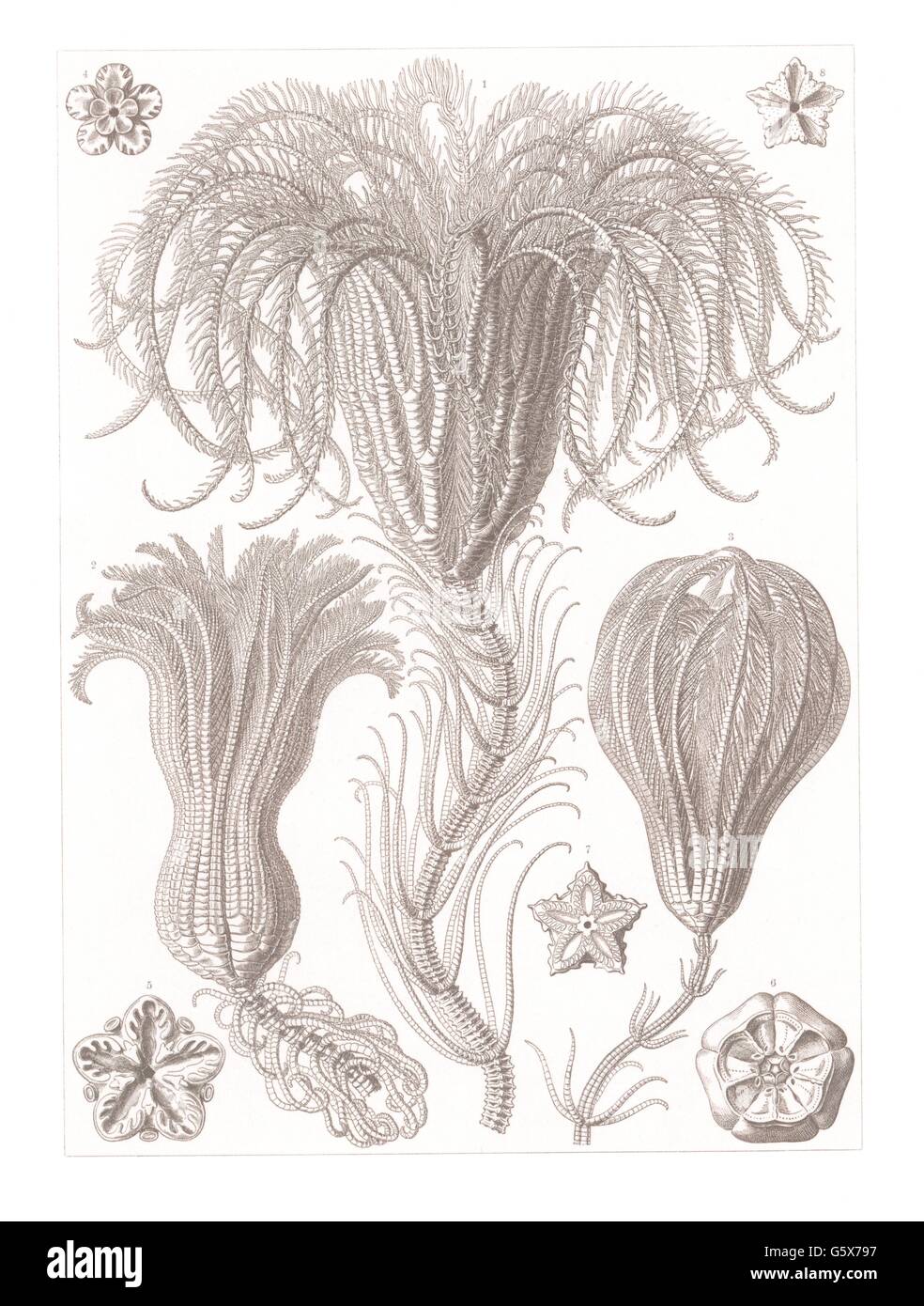 zoologia / Animali, echinodermi, ninfee (Crinoidea), litografia a colori, su: Ernst Haeckel, Kunstformen der Natur, Leipzig - Vienna, 1899 - 1904, diritti-aggiuntivi-clearences-non disponibili Foto Stock