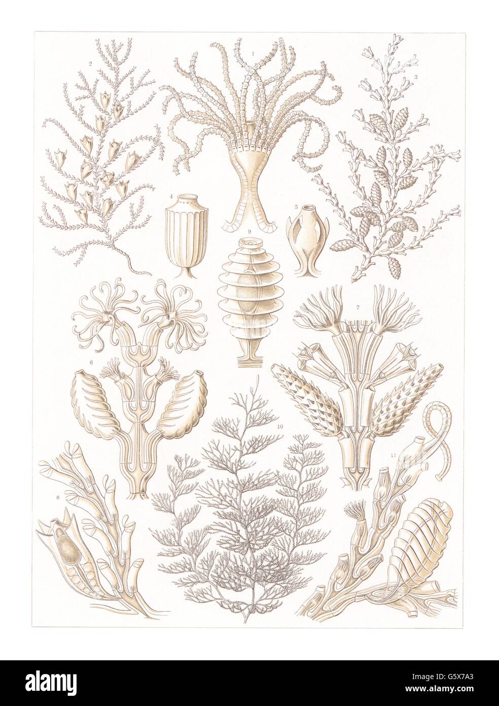 zoologia / Animali, cnidaria, sertulariae (Sertulariae), litografia a colori, su: Ernst Haeckel, Kunstformen der Natur, Leipzig - Vienna, 1899 - 1904, diritti-aggiuntivi-clearences-non disponibili Foto Stock