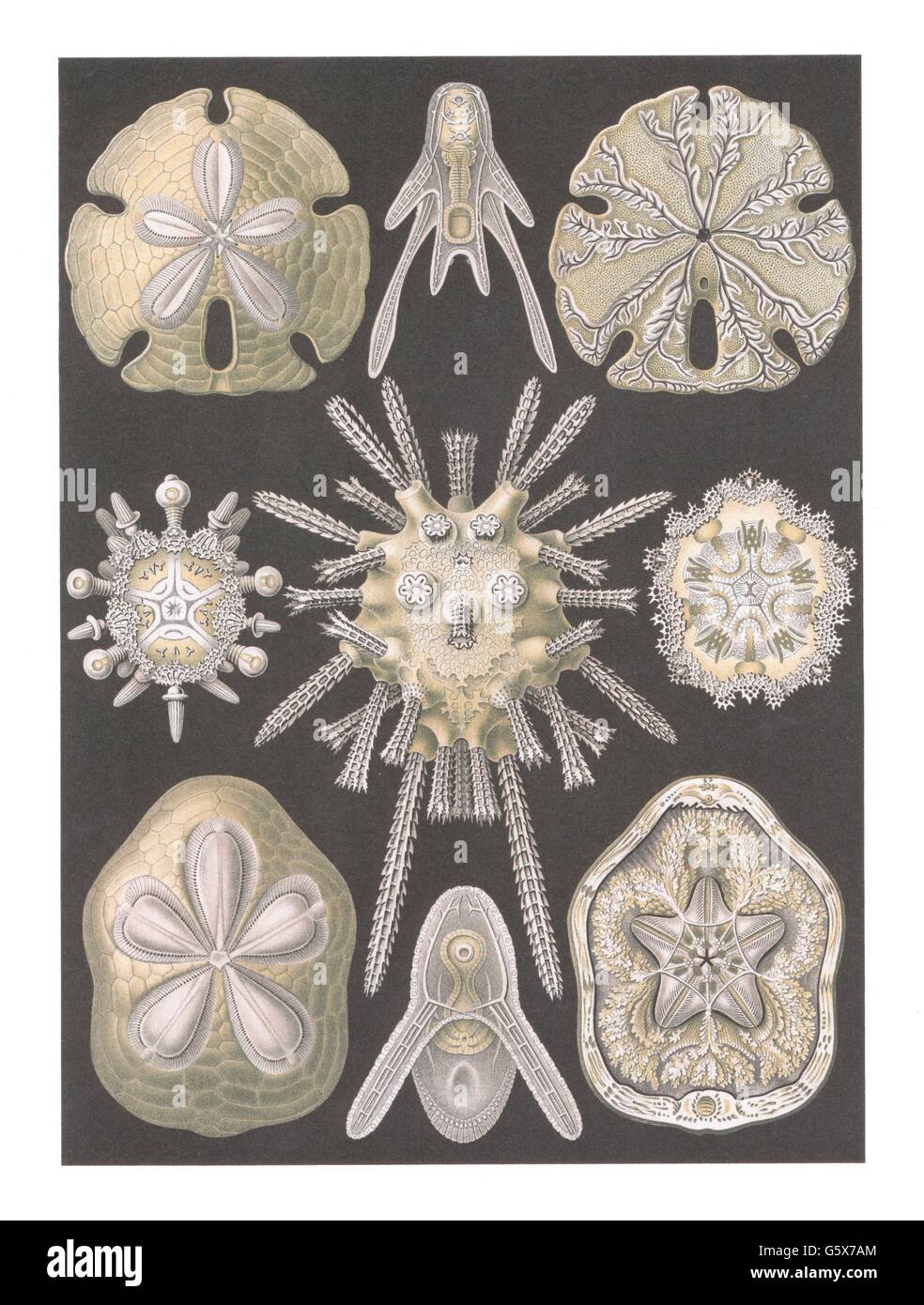zoologia / Animali, echinodermi, ricci marini (Echinoidea), litografia a colori, su: Ernst Haeckel, Kunstformen der Natur, Leipzig - Vienna, 1899 - 1904, diritti-aggiuntivi-clearences-non disponibili Foto Stock