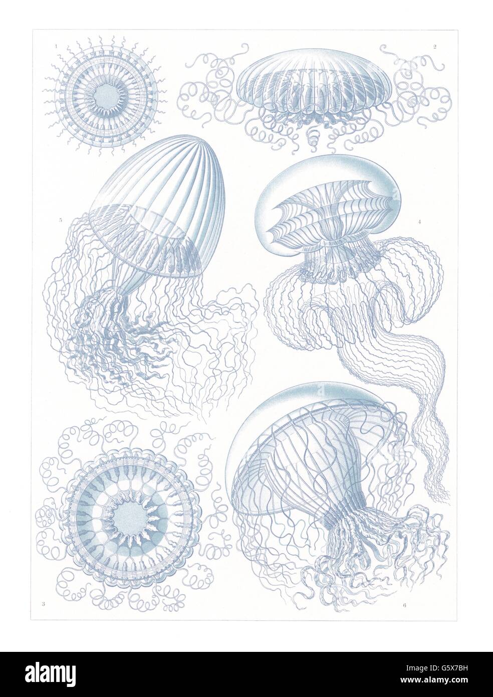 zoologia / Animali, cnidaria, idroidi con ovuli (Letomedusae), litografia a colori, su: Ernst Haeckel, Kunstformen der Natur, Leipzig - Vienna, 1899 - 1904, diritti-aggiuntivi-clearences-non disponibili Foto Stock