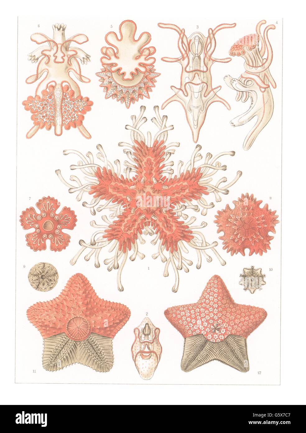 zoologia / Animali, echinodermi, stella marina (Asteroidea), litografia a colori, su: Ernst Haeckel, Kunstformen der Natur, Leipzig - Vienna, 1899 - 1904, diritti-aggiuntivi-clearences-non disponibili Foto Stock