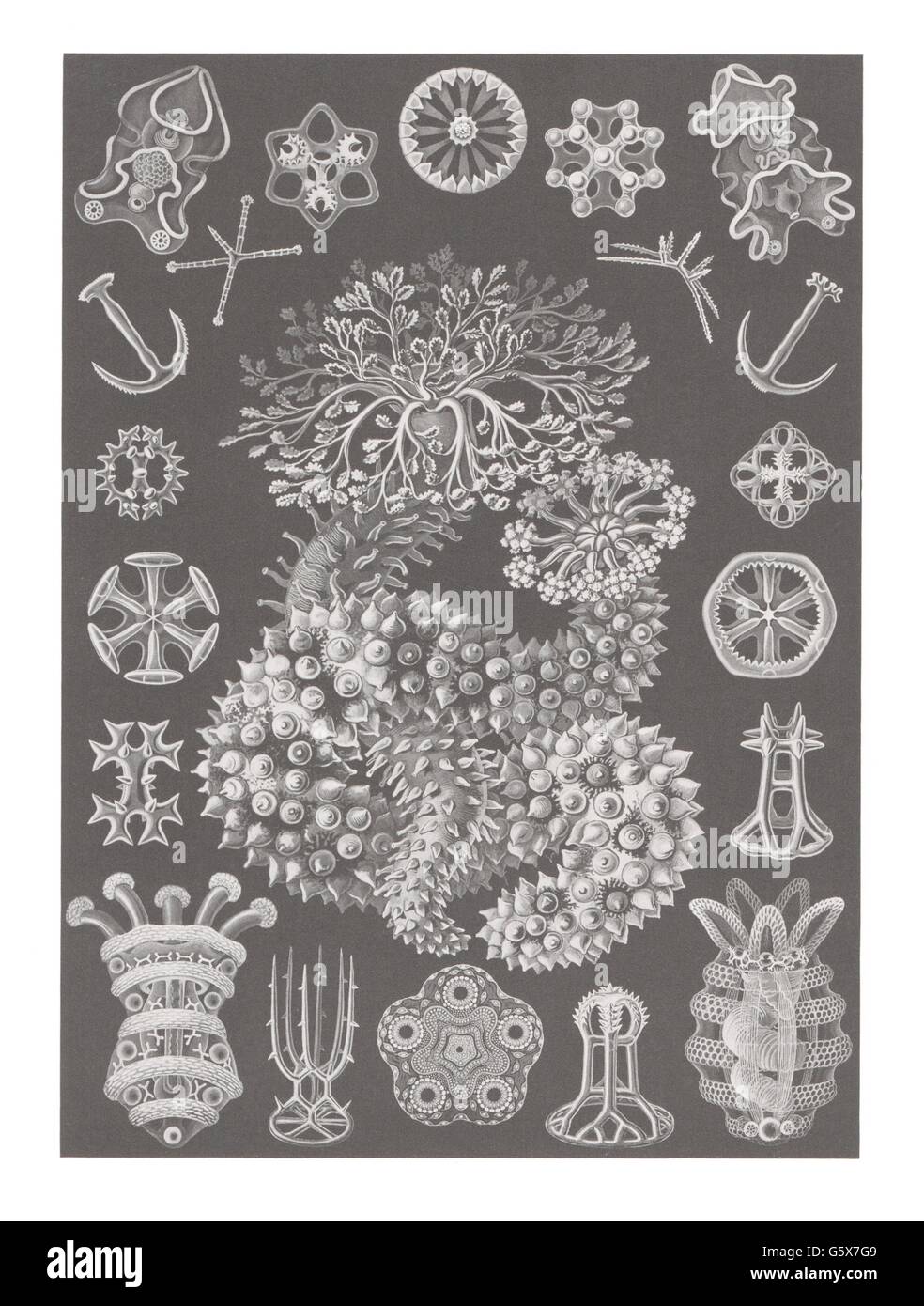 zoologia / Animali, echinodermi, cetrioli marini (Holothuroidea), litografia a colori, su: Ernst Haeckel, Kunstformen der Natur, Leipzig - Vienna, 1899 - 1904, diritti-aggiuntivi-clearences-non disponibili Foto Stock