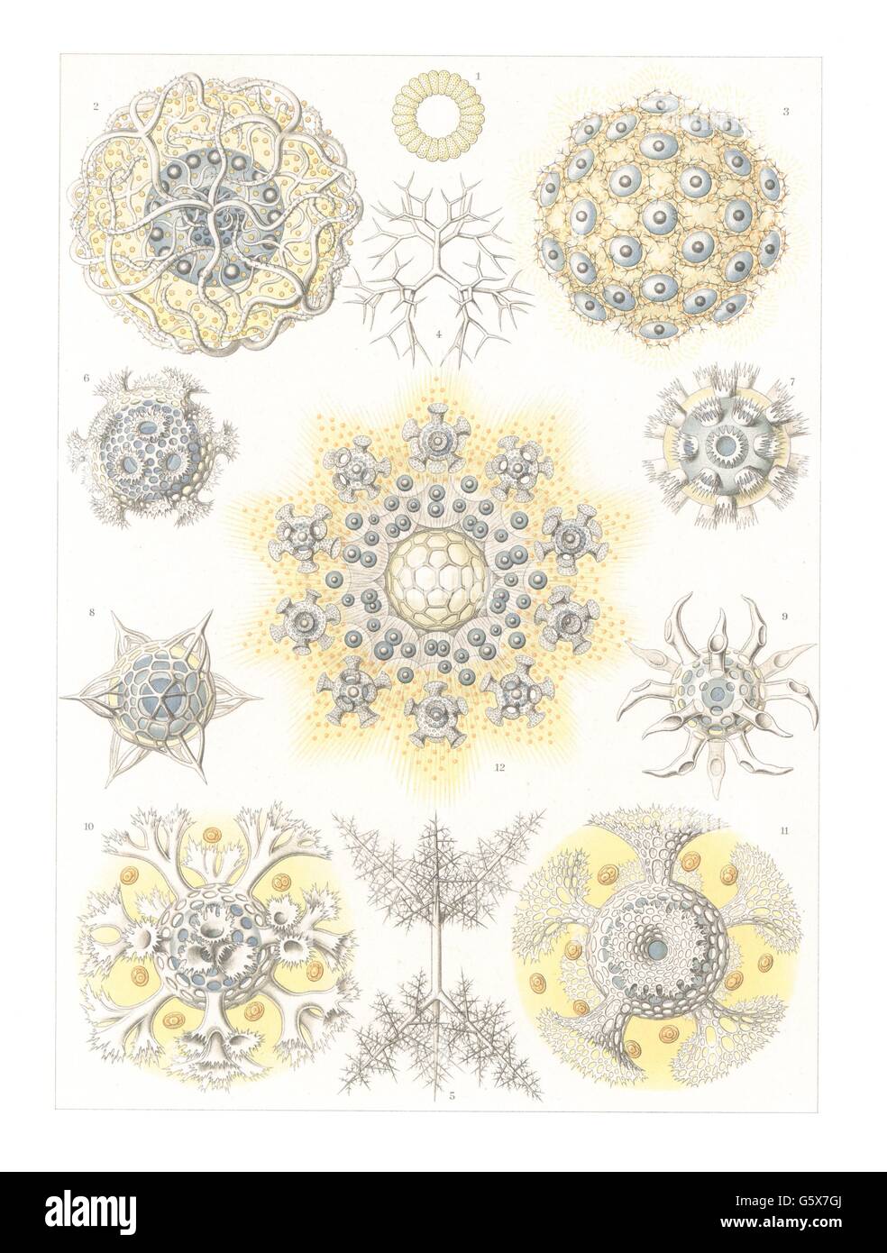 zoologia / Animali, policyttaria, litografia a colori, su: Ernst Haeckel, 'Kunstformen der Natura', Leipzig - Vienna, 1899 - 1904, diritti-aggiuntivi-clearences-non disponibili Foto Stock