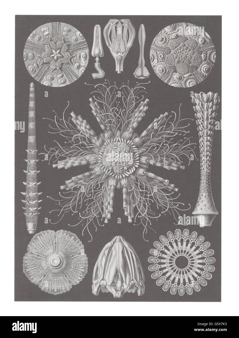 zoologia / Animali, echinodermi, ricci marini (Echinoidea), litografia a colori, su: Ernst Haeckel, Kunstformen der Natur, Leipzig - Vienna, 1899 - 1904, diritti-aggiuntivi-clearences-non disponibili Foto Stock