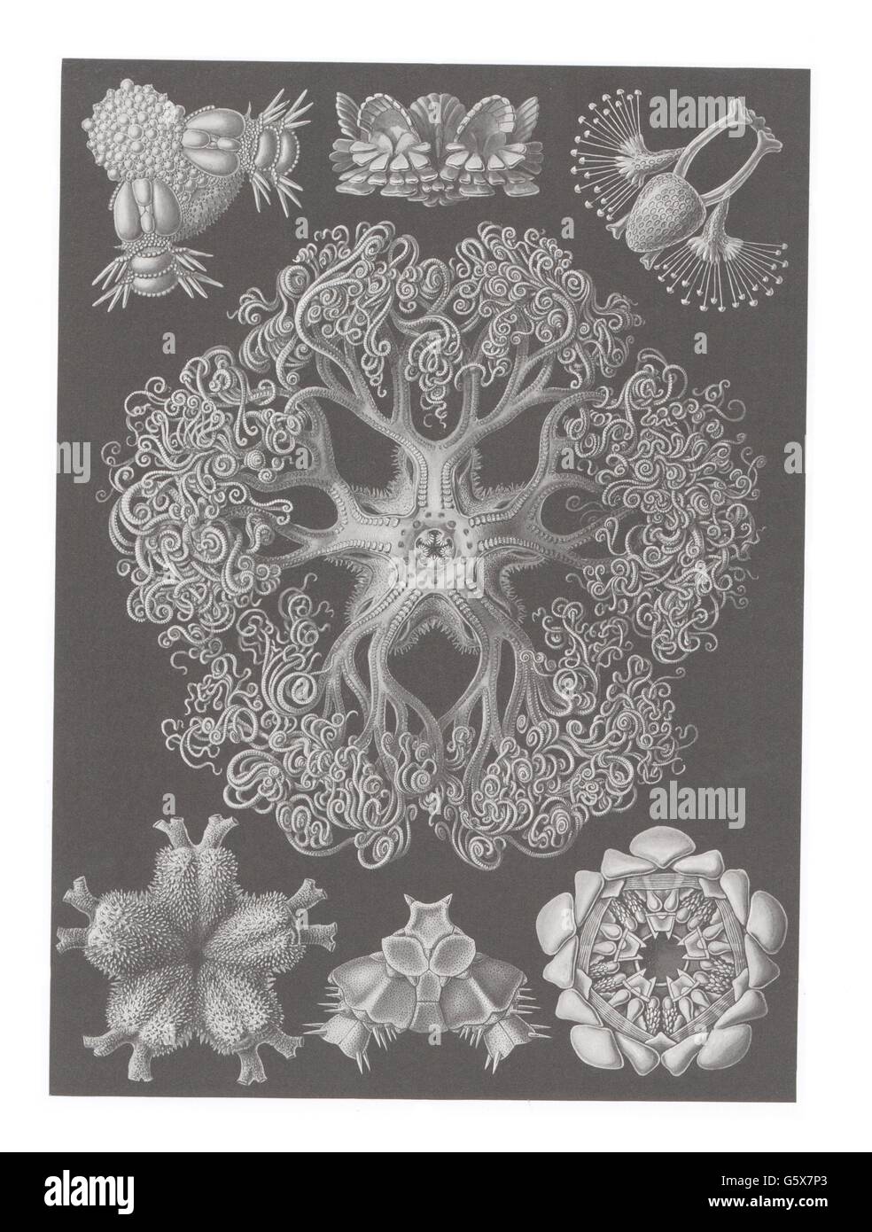 zoologia / Animali, echinodermi, stelle fragili (Ophiuroidea), litografia a colori, su: Ernst Haeckel, 'Kunstformen der Natur', Leipzig - Vienna, 1899 - 1904, diritti-aggiuntivi-clearences-non disponibili Foto Stock