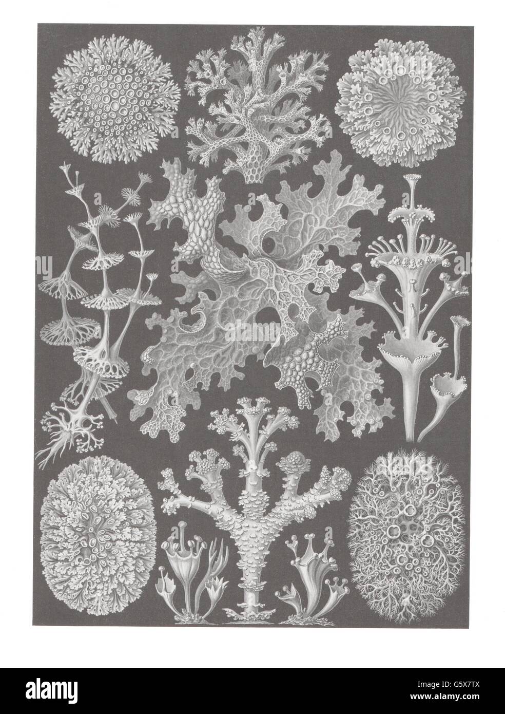 Botanica, lichene (Lichenes), litografia a colori, di: Ernst Haeckel, Kunstformen der Natur, Leipzig - Vienna, 1899 - 1904, diritti-aggiuntivi-non-disponibili Foto Stock