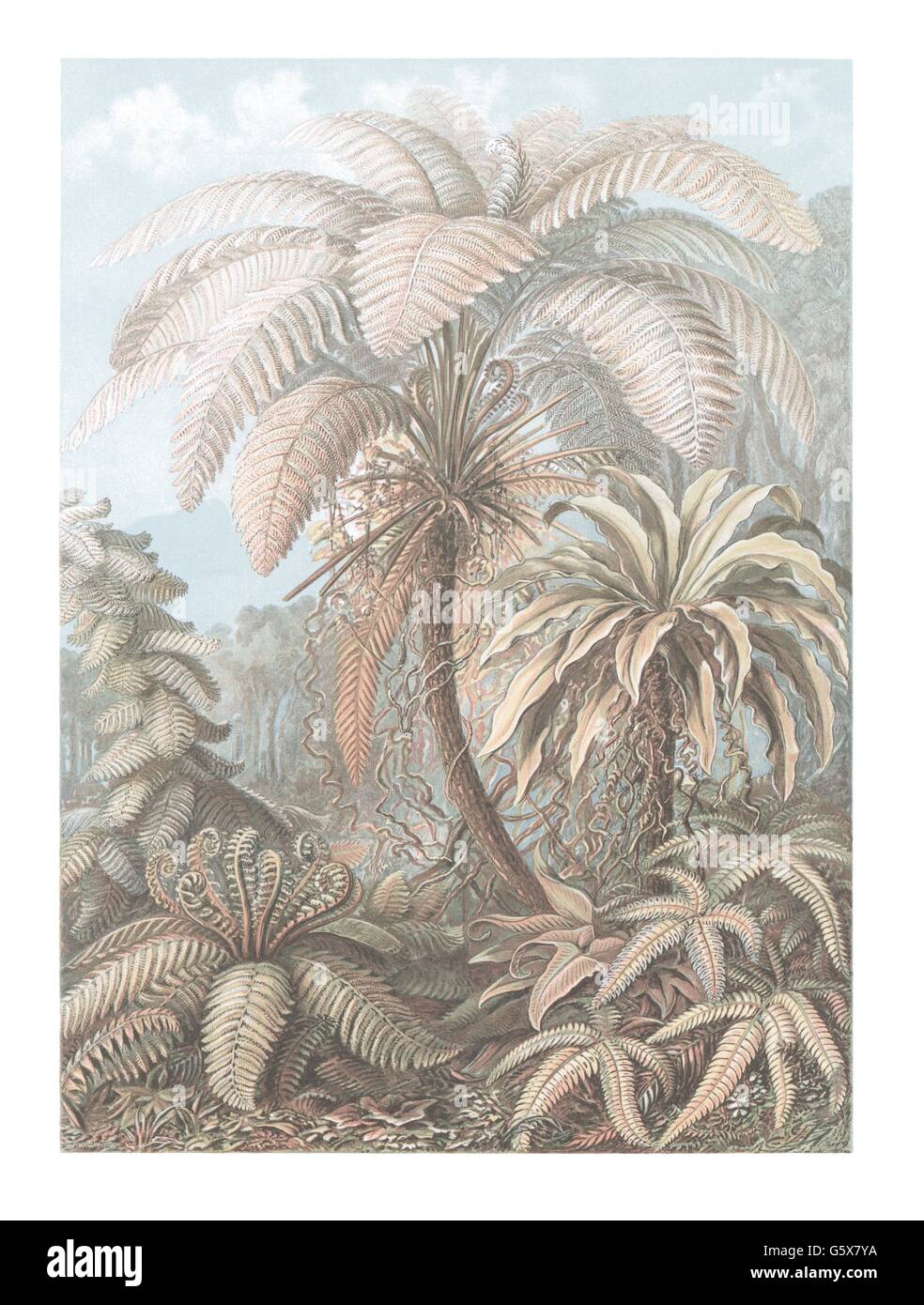 Botanica, felce, filicinae, litografia a colori, di: Ernst Haeckel, 'Kunstformen der Natur', Leipzig - Vienna, 1899 - 1904, diritti-aggiuntivi-clearences-non disponibile Foto Stock