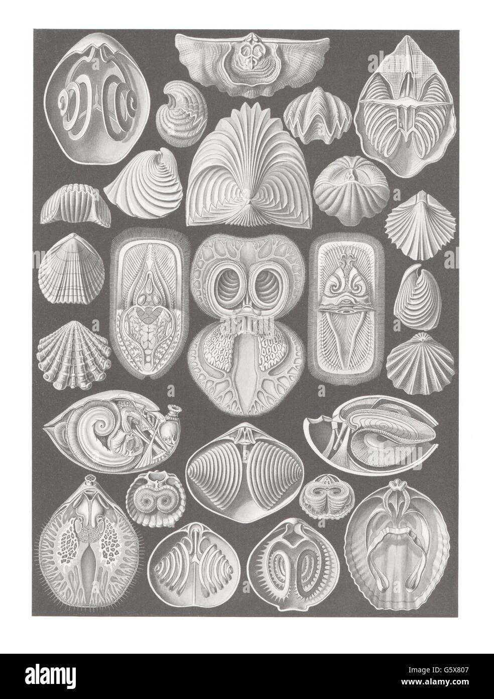 zoologia / Animali, brachiopodi (Brachiopoda), litografia a colori, su: Ernst Haeckel, Kunstformen der Natur, Leipzig - Vienna, 1899 - 1904, diritti-aggiuntivi-non disponibili Foto Stock