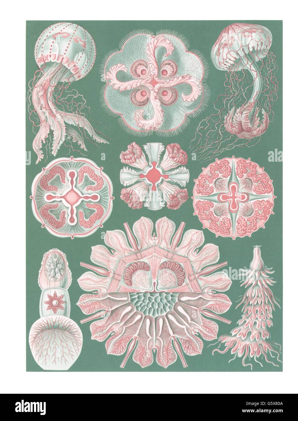 zoologia / Animali, cnidaria, disk jellies (Discomedusae), litografia a colori, su: Ernst Haeckel, Kunstformen der Natur, Leipzig - Vienna, 1899 - 1904, diritti-aggiuntivi-clearences-non disponibili Foto Stock