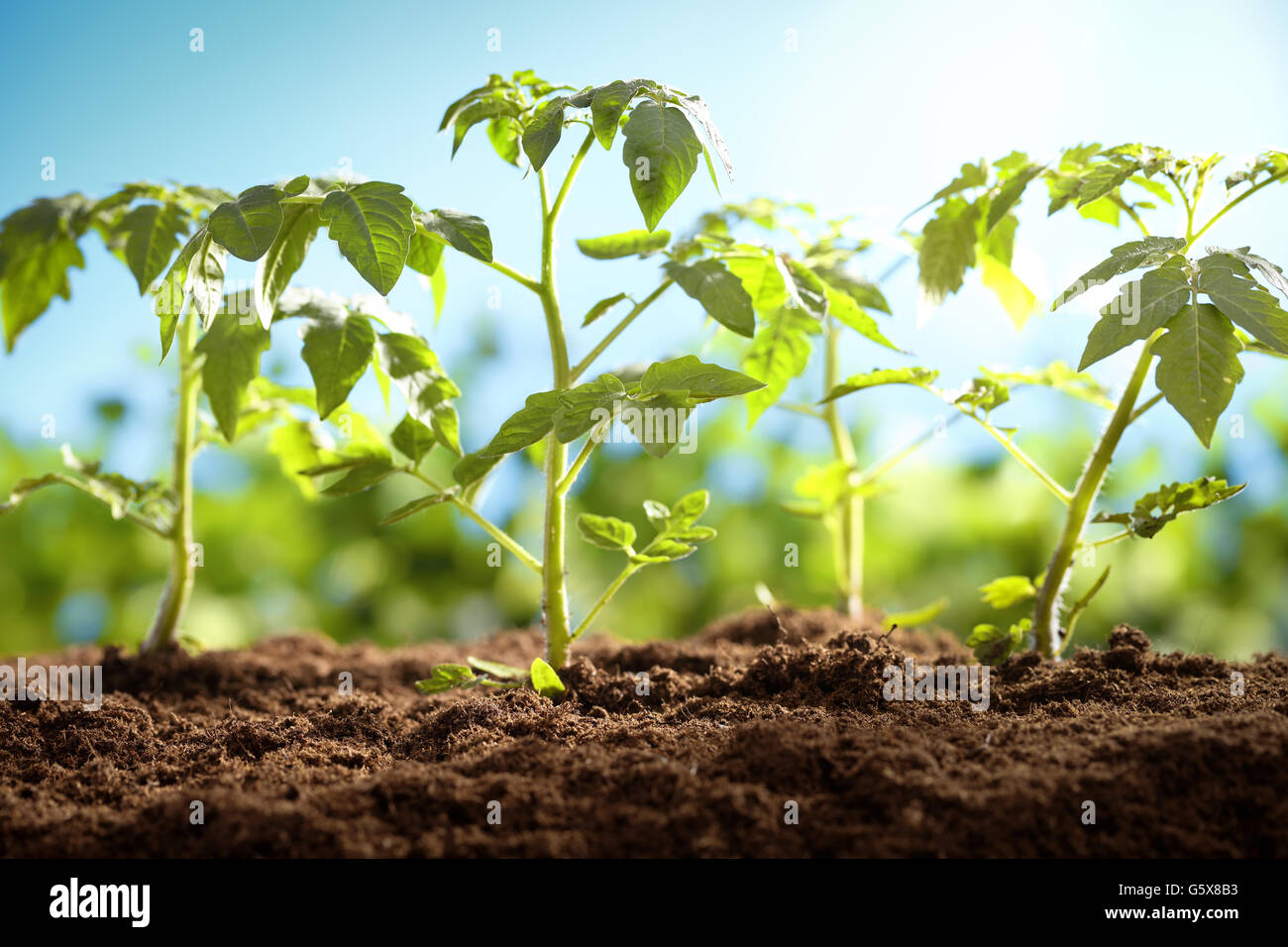 Giovani piante di pomodoro al mattino Foto Stock
