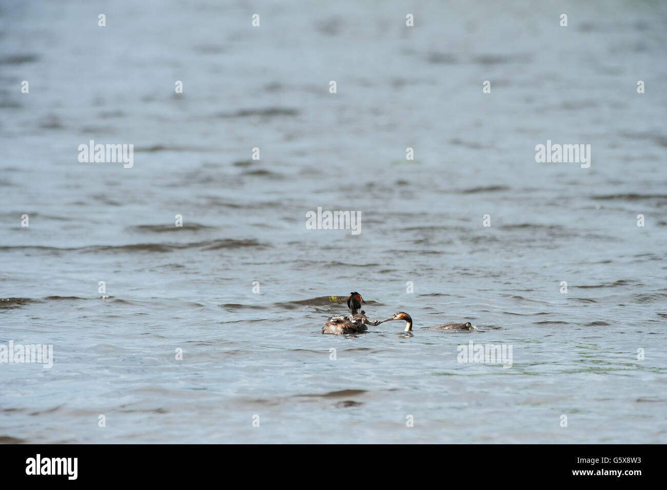 Crested bird alimentando i loro bambini a Kuopio, Finlandia Foto Stock