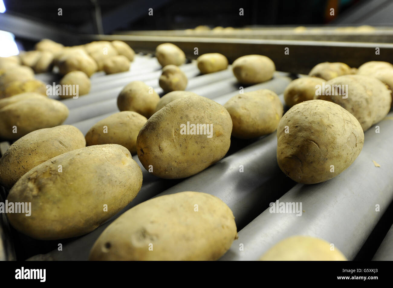 Patate sulla linea di smistamento Foto Stock