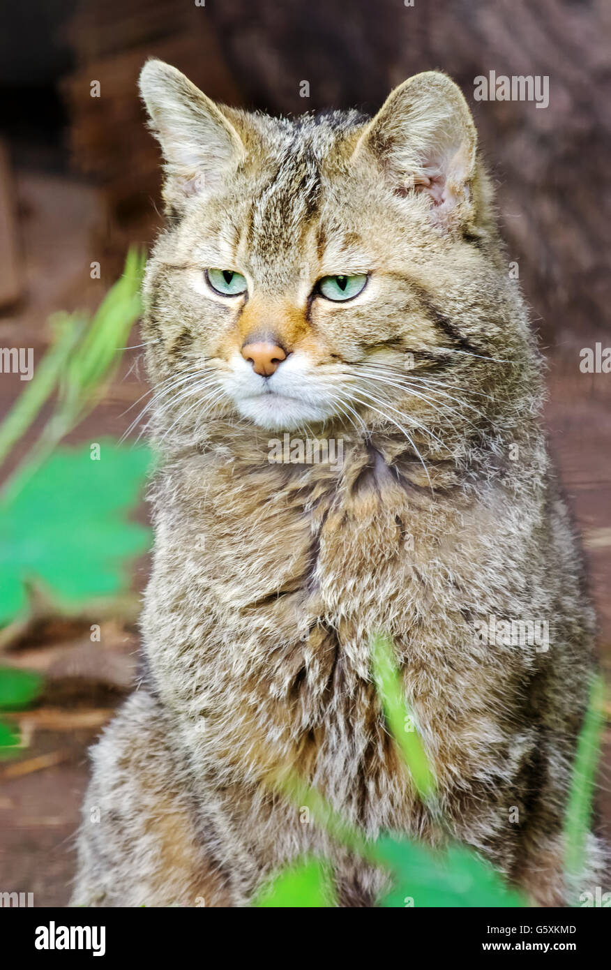 Gatto selvatico europeo (Felis silvestris silvestris) fissando nulla su un giorno pigro Foto Stock