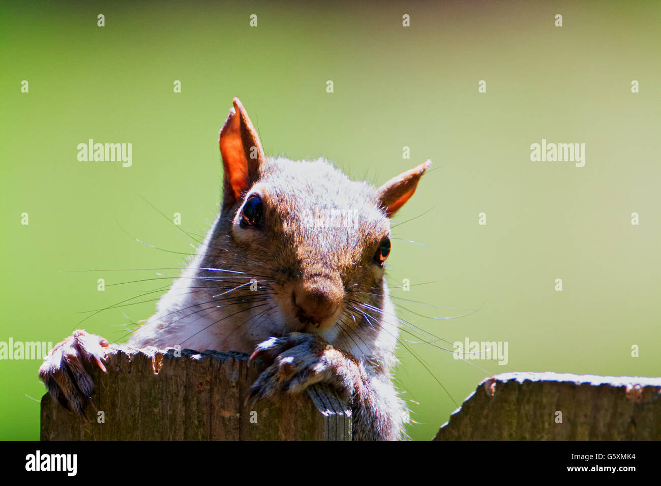 Lo scoiattolo azienda su un fencepost Foto Stock
