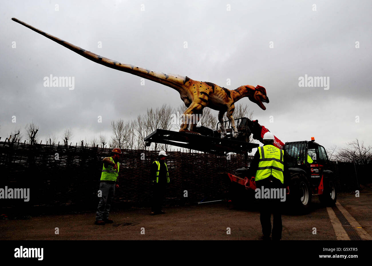 Un dinosauro Dilophosaurus al suo arrivo allo Zoo di Twycross, dove quindici dinosauri sono la caratteristica principale di una nuova attrazione che apre la Pasqua 2013, la Dinosaur Valley presso lo zoo di Warwickshire. Foto Stock