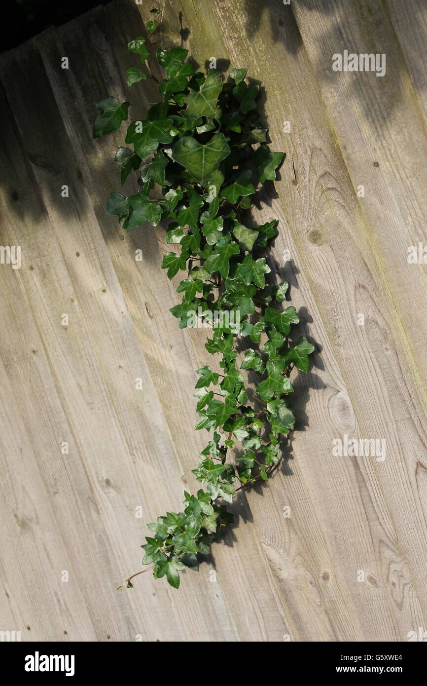 L'edera rampicante, giardinaggio, Hampshire, estate, pianta legnosa, superriduttore, hedera Foto Stock