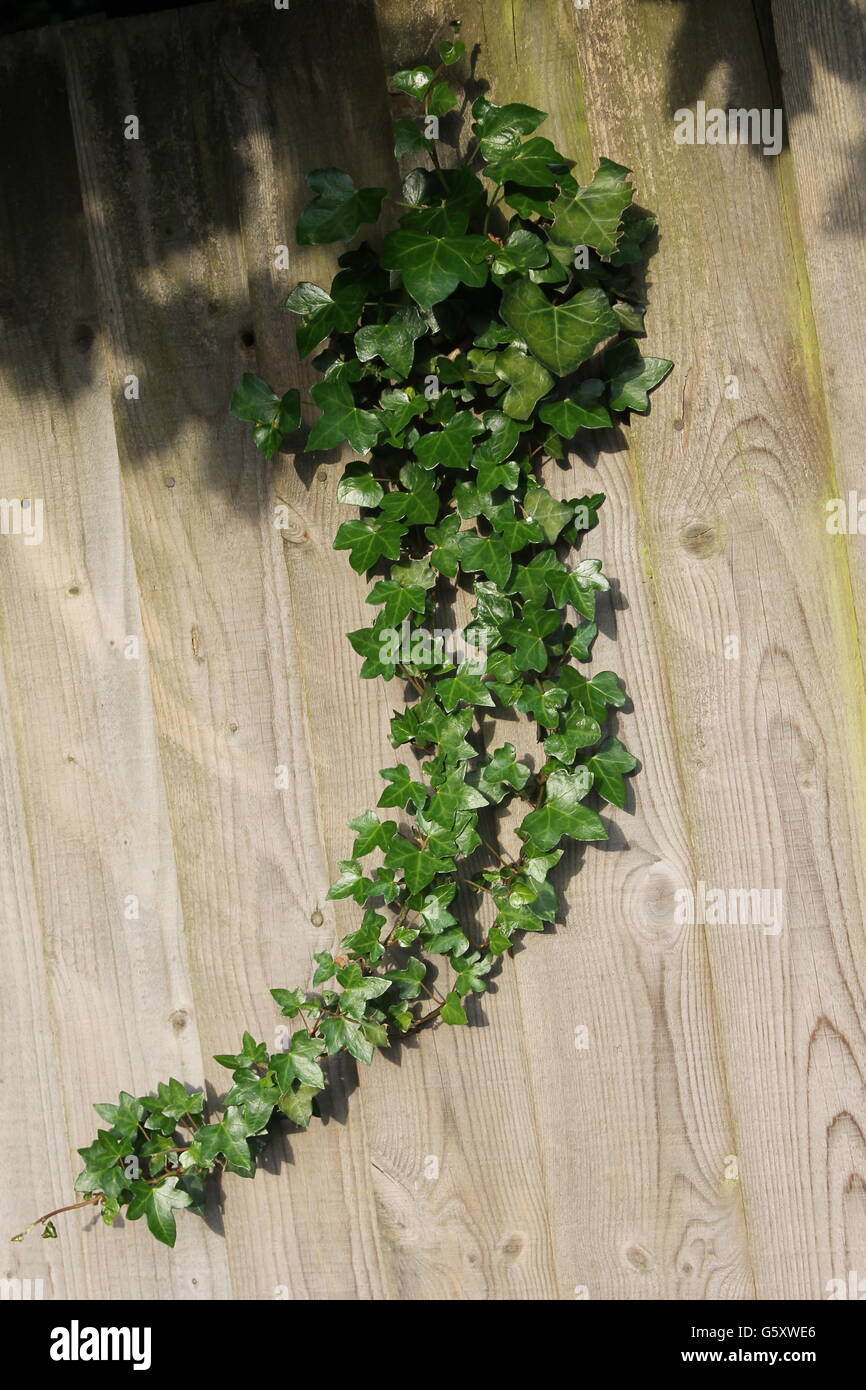 L'edera rampicante, giardinaggio, Hampshire, estate, pianta legnosa, superriduttore, hedera Foto Stock