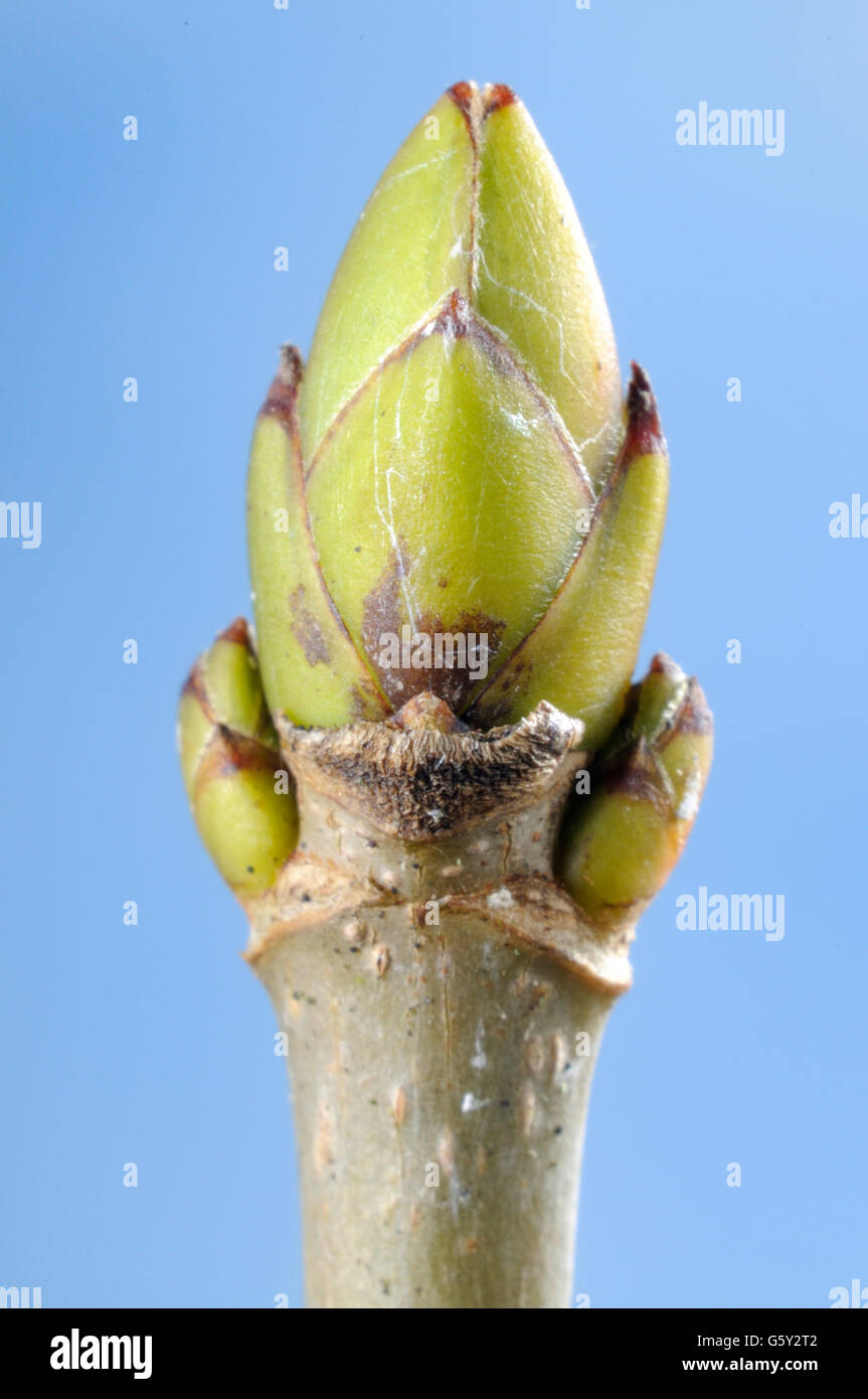 Acero di monte, ma / (Acer pseudoplatanus) Foto Stock