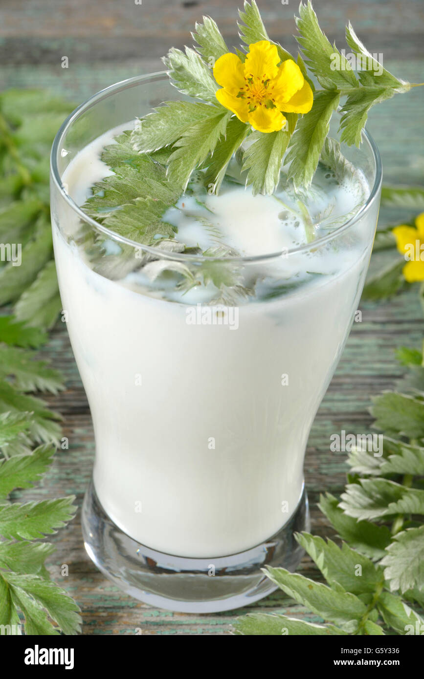 Produzione di latte silverweed, silverweed herb / (Anserinae herba, Potentilla anserina, Argentina vulgaris, Fragaria anserina) Foto Stock