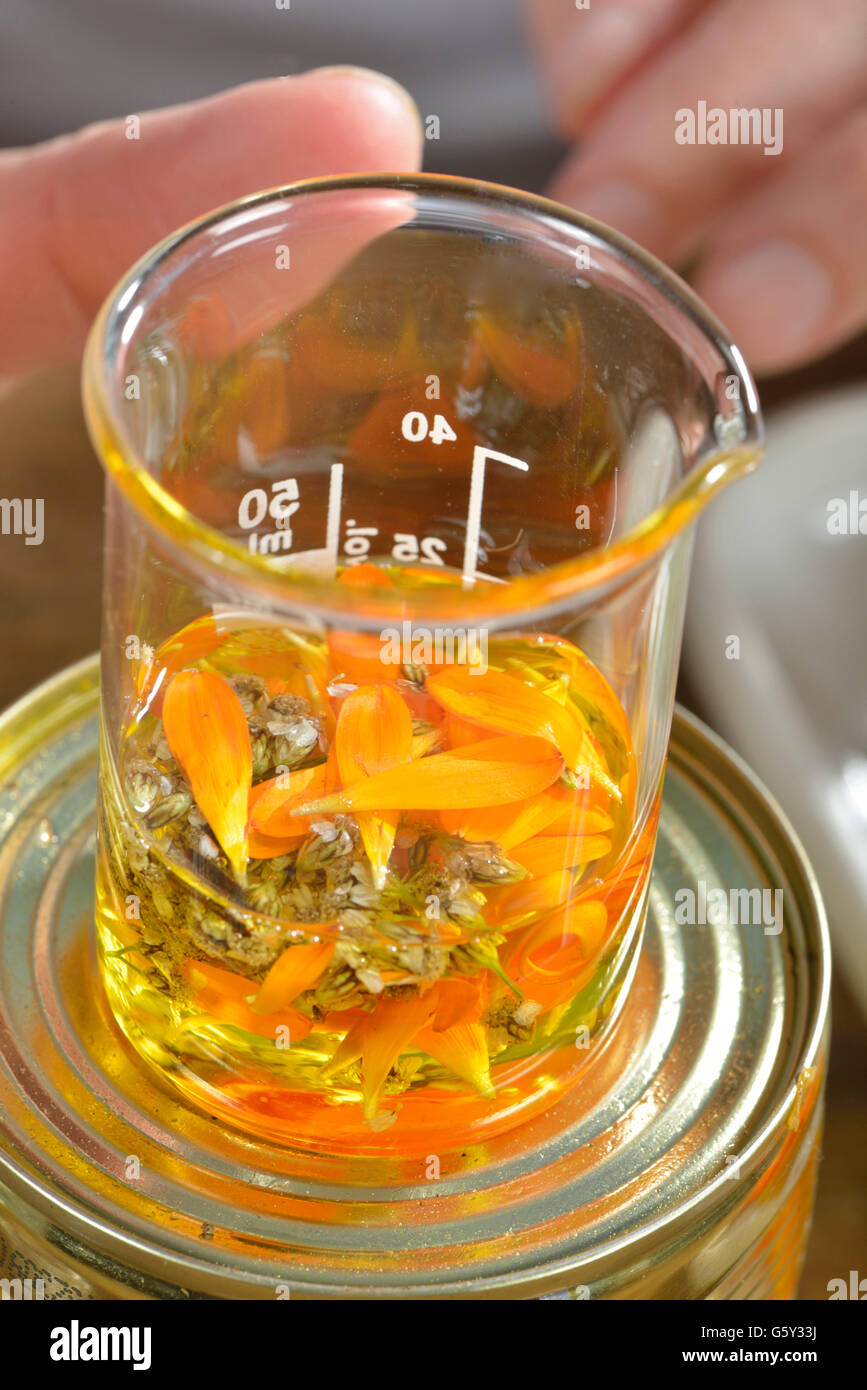 Produzione yarrow e la Pomata alla Calendula / (Calendula officinalis), Achillea millefolium) Foto Stock