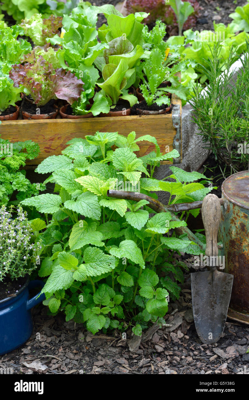 Balsamo / (Melissa officinalis) Foto Stock