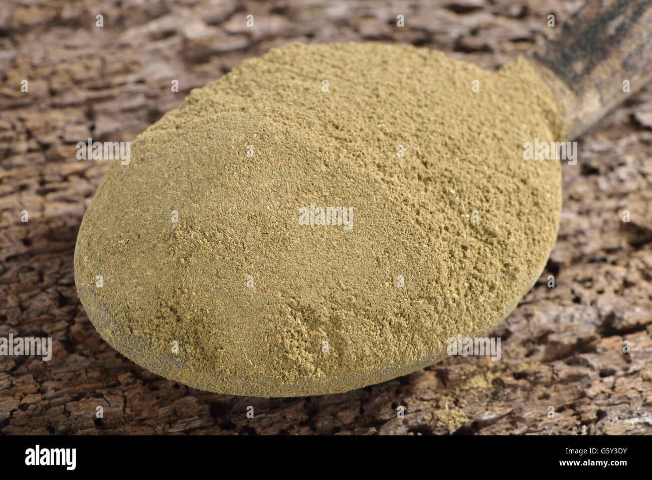 Hart-linguetta fern / (Phyllitis scolopendrium) Foto Stock