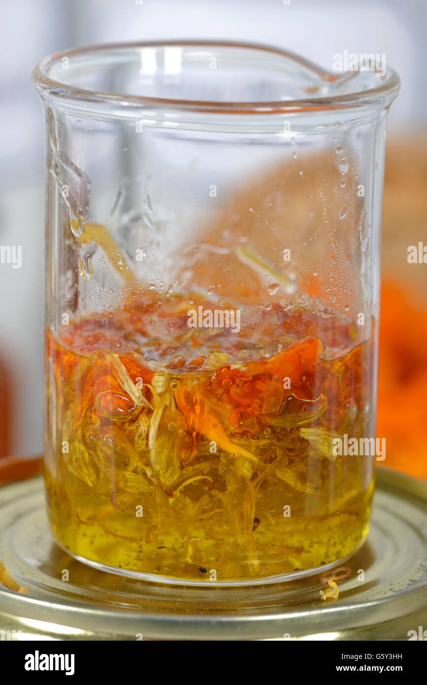 Produzione di unguento alla calendula / (Calendula officinalis) Foto Stock