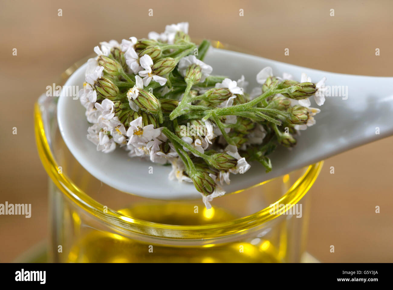 Yarrow unguento, achillea fiori, calendula / (Achillea millefolium, millefolii flos), (Calendula officinalis) Foto Stock