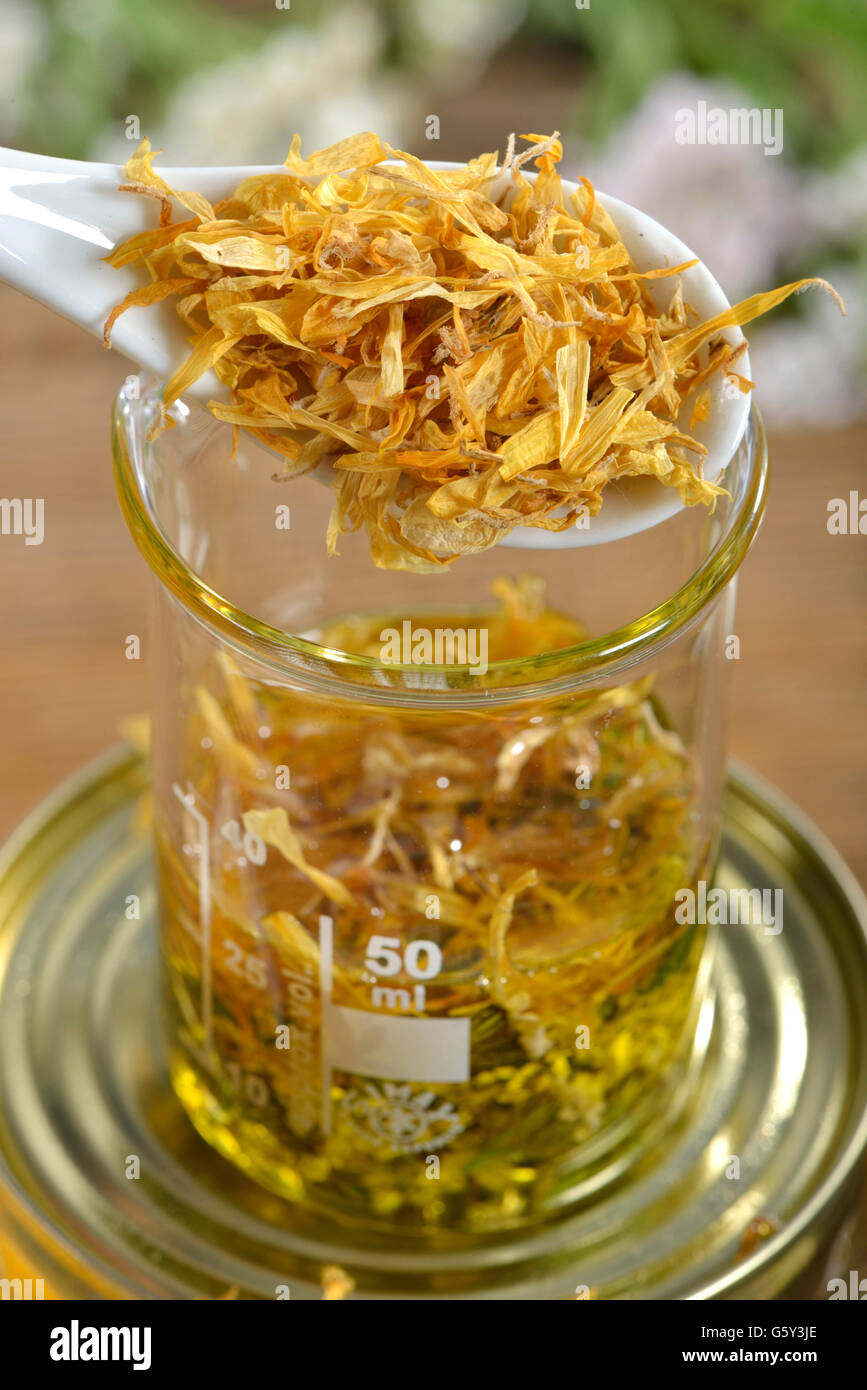 Yarrow unguento, achillea fiori, calendula / (Achillea millefolium, millefolii flos), (Calendula officinalis) Foto Stock