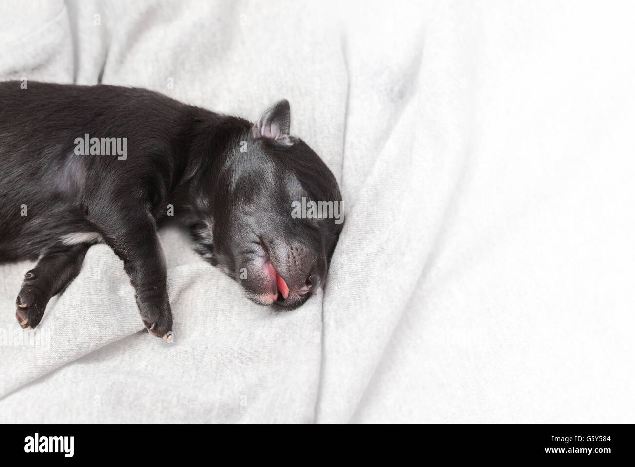 Cucciolo di cane appena nato immagini e fotografie stock ad alta  risoluzione - Alamy